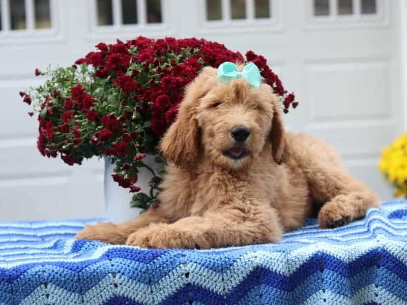 Palmer, a F1-Goldendoodle puppy in Kentucky.