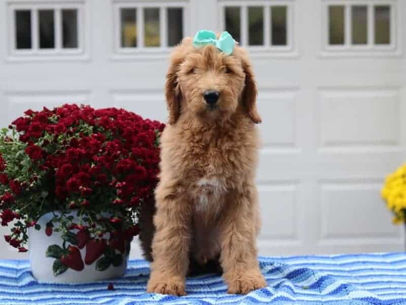 Palmer, a F1-Goldendoodle puppy in Kentucky.