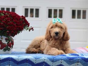 Palmer at Cumberland Kennels, LLC