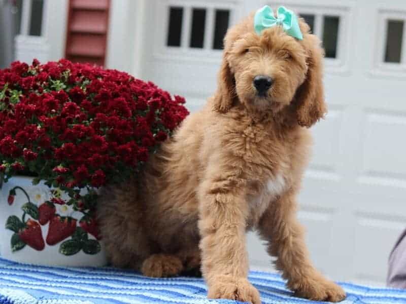 Palmer, a F1-Goldendoodle puppy in Kentucky.