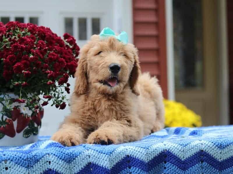 Palmer, a F1-Goldendoodle puppy in Kentucky.