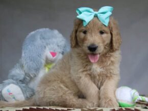 Paxton at Cumberland Kennels, LLC