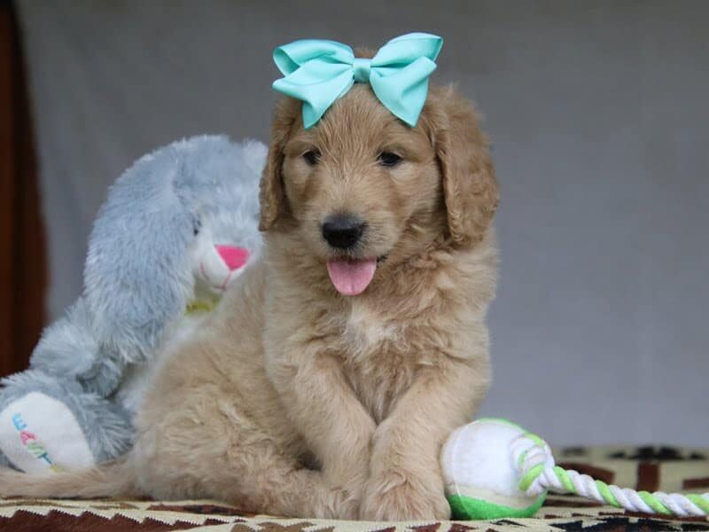 Paxton, a F1-Goldendoodle puppy in Kentucky.