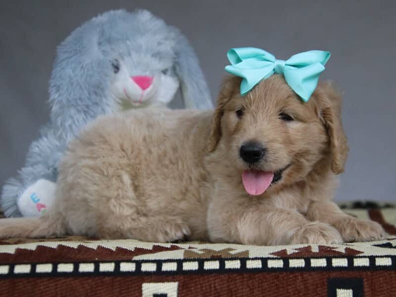 Paxton, a F1-Goldendoodle puppy in Kentucky.
