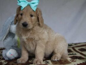 Paxton at Cumberland Kennels, LLC