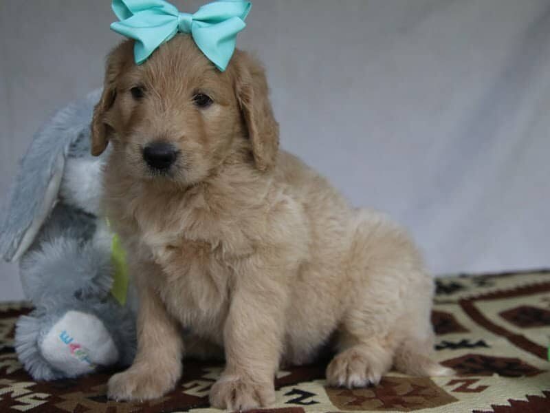 Paxton, a F1-Goldendoodle puppy in Kentucky.