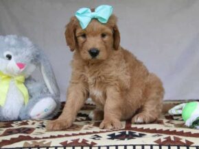 Peyton at Cumberland Kennels, LLC