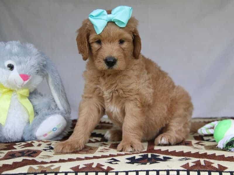 Peyton, a F1-Goldendoodle puppy in Kentucky.