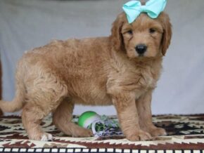 Peyton at Cumberland Kennels, LLC