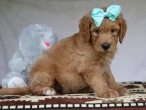 Peyton at Cumberland Kennels, LLC