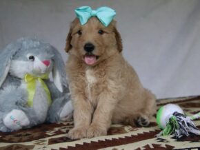 Porter at Cumberland Kennels, LLC