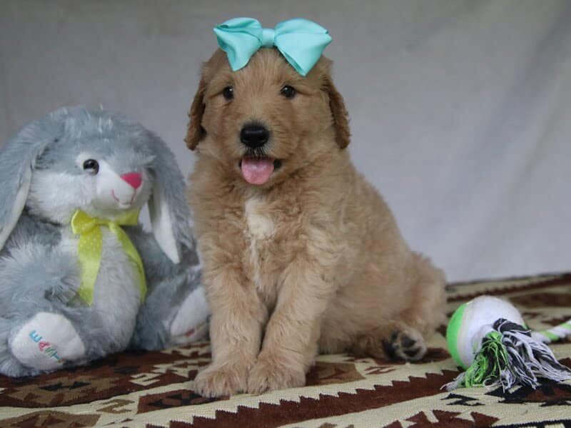 Porter, a F1-Goldendoodle puppy in Kentucky.