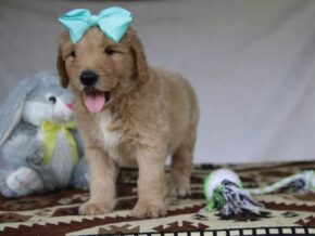 Porter at Cumberland Kennels, LLC