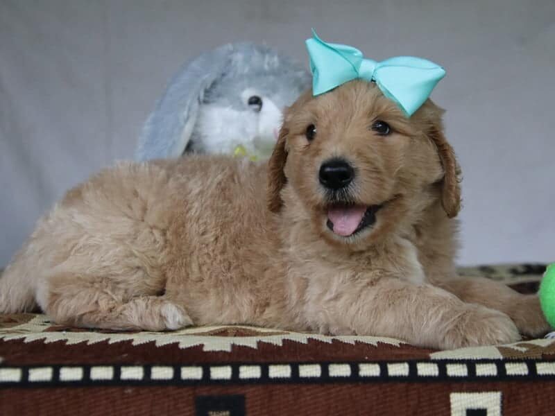 Porter, a F1-Goldendoodle puppy in Kentucky.