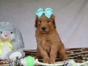 Princess at Cumberland Kennels, LLC