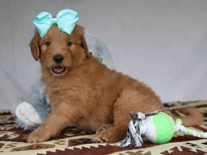 Princess, a F1-Goldendoodle puppy in Kentucky.