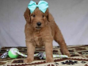 Princess at Cumberland Kennels, LLC