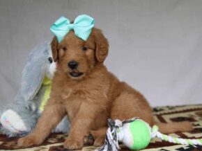 Princess at Cumberland Kennels, LLC