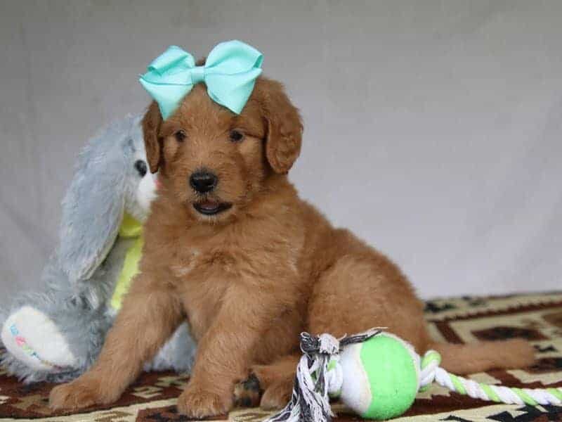 Princess, a F1-Goldendoodle puppy in Kentucky.