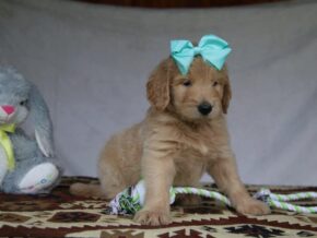 Priscilla at Cumberland Kennels, LLC