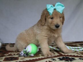Priscilla at Cumberland Kennels, LLC