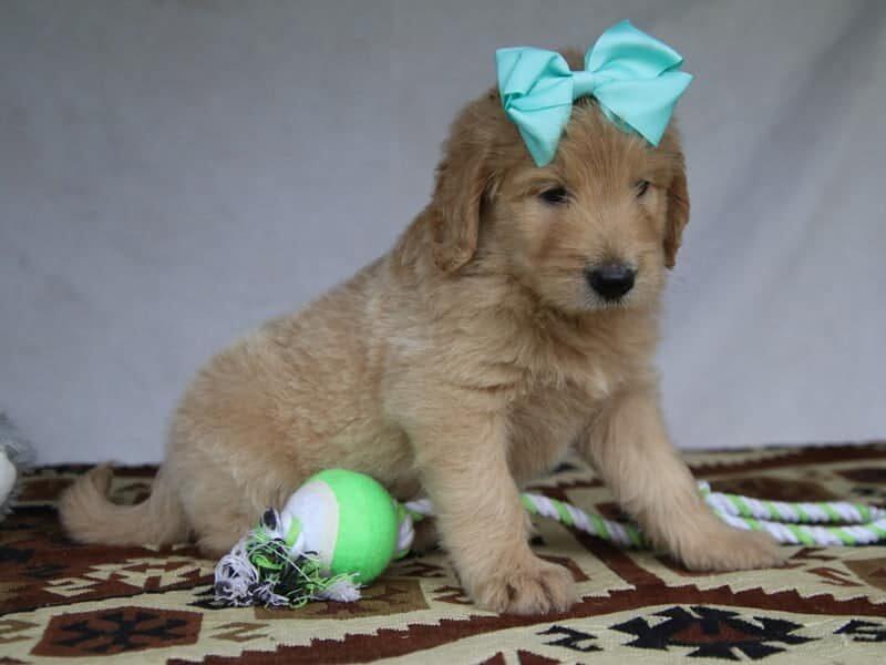 Priscilla, a F1-Goldendoodle puppy in Kentucky.
