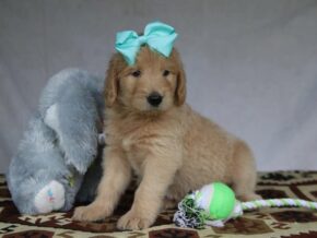 Priscilla at Cumberland Kennels, LLC