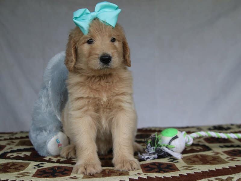 Priscilla, a F1-Goldendoodle puppy in Kentucky.
