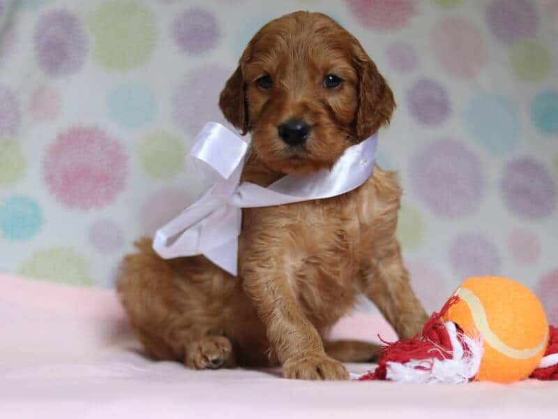 Alexa, a F1-Irishdoodle puppy in Kentucky.
