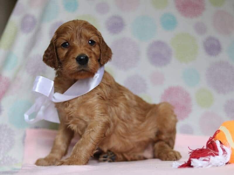 Alexa, a F1-Irishdoodle puppy in Kentucky.