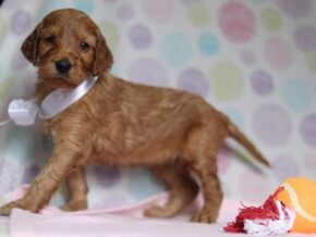 Alexa at Cumberland Kennels, LLC