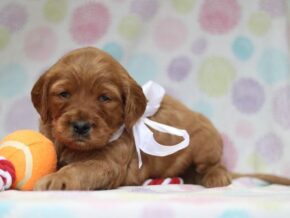 Alexander at Cumberland Kennels, LLC