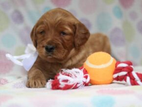Alexander at Cumberland Kennels, LLC