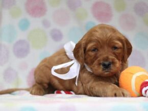 Alexander at Cumberland Kennels, LLC