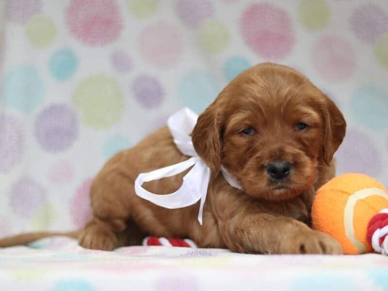 Alexander, a F1-Irishdoodle puppy in Kentucky.