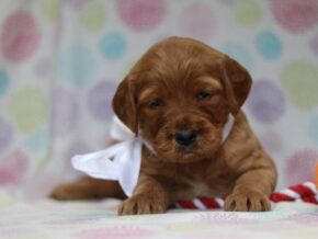 Alexander at Cumberland Kennels, LLC