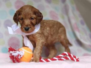Alisa at Cumberland Kennels, LLC