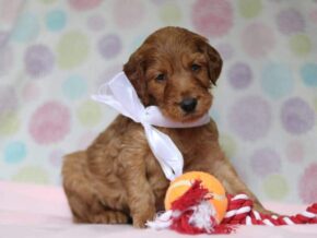 Alisa at Cumberland Kennels, LLC