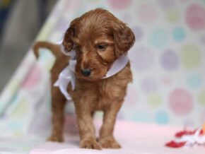 Aliyah at Cumberland Kennels, LLC
