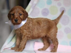 Aliyah at Cumberland Kennels, LLC