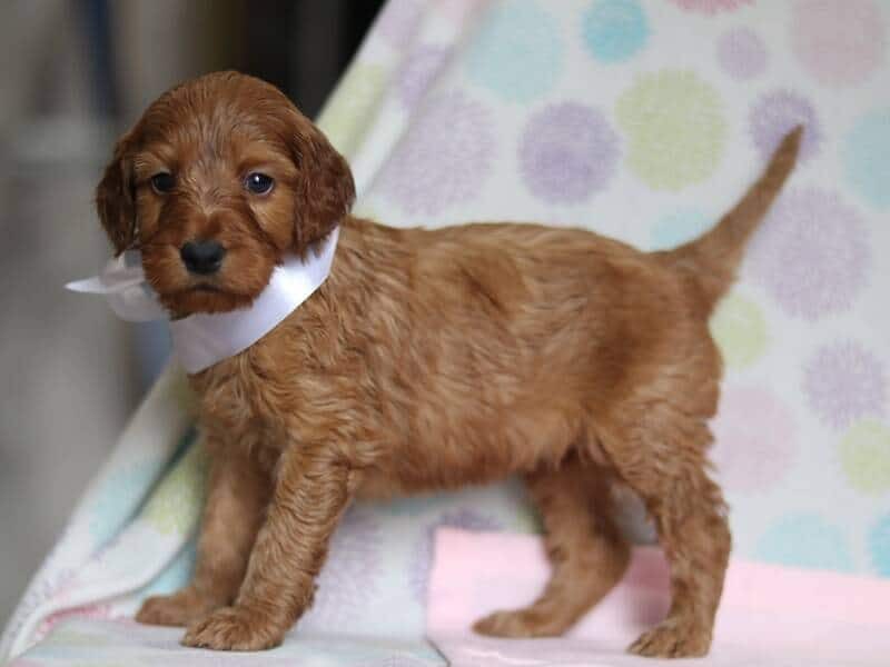 Aliyah, a F1-Irishdoodle puppy in Kentucky.