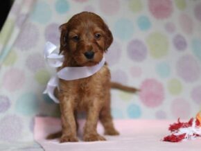 Aliyah at Cumberland Kennels, LLC