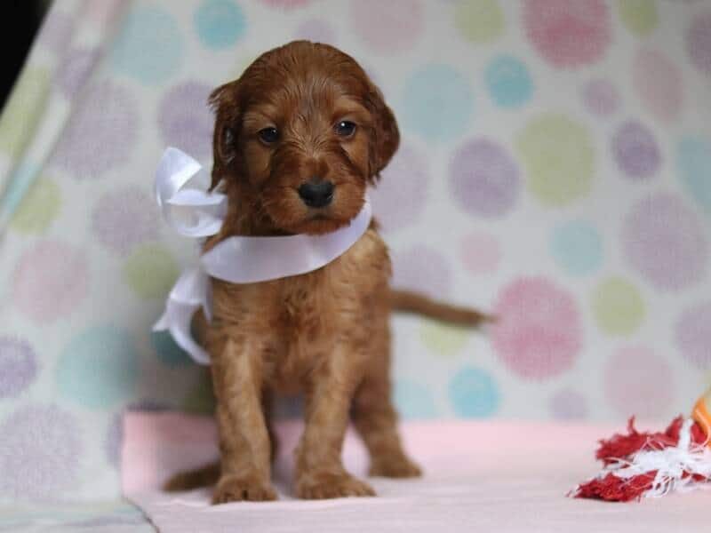 Aliyah, a F1-Irishdoodle puppy in Kentucky.