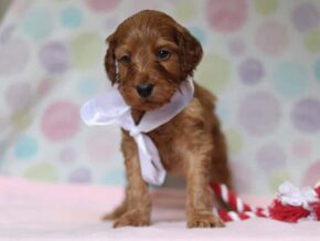 Aliyah at Cumberland Kennels, LLC