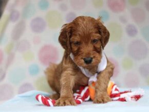 Alonzo at Cumberland Kennels, LLC