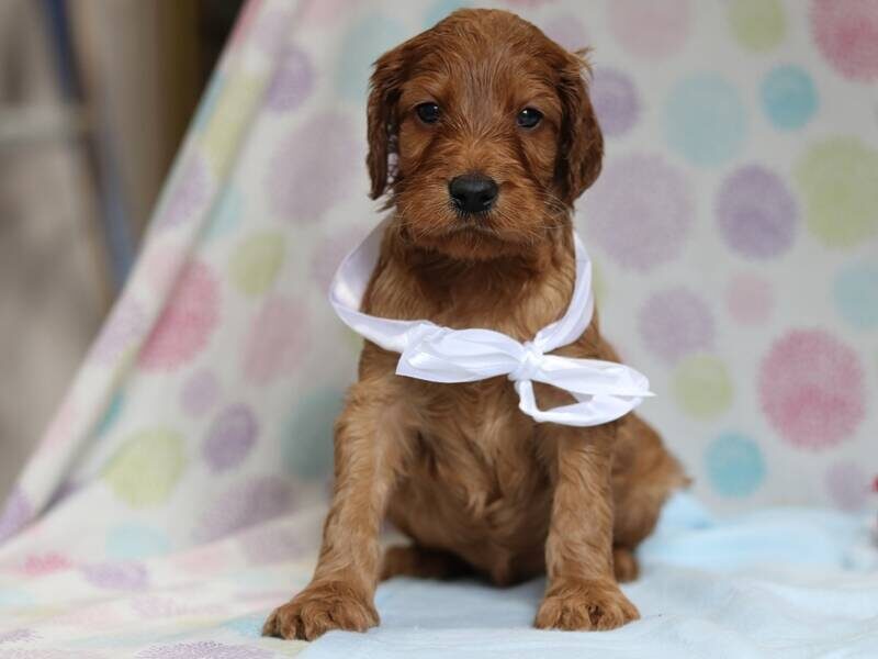 Alonzo, a F1-Irishdoodle puppy in Kentucky.