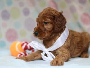 Alonzo at Cumberland Kennels, LLC