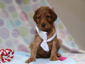 Alonzo at Cumberland Kennels, LLC