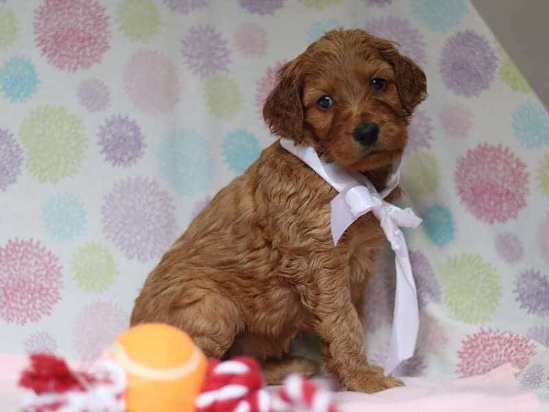 Aria, a F1-Irishdoodle puppy in Kentucky.