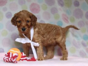 Aria at Cumberland Kennels, LLC